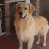 Buddy